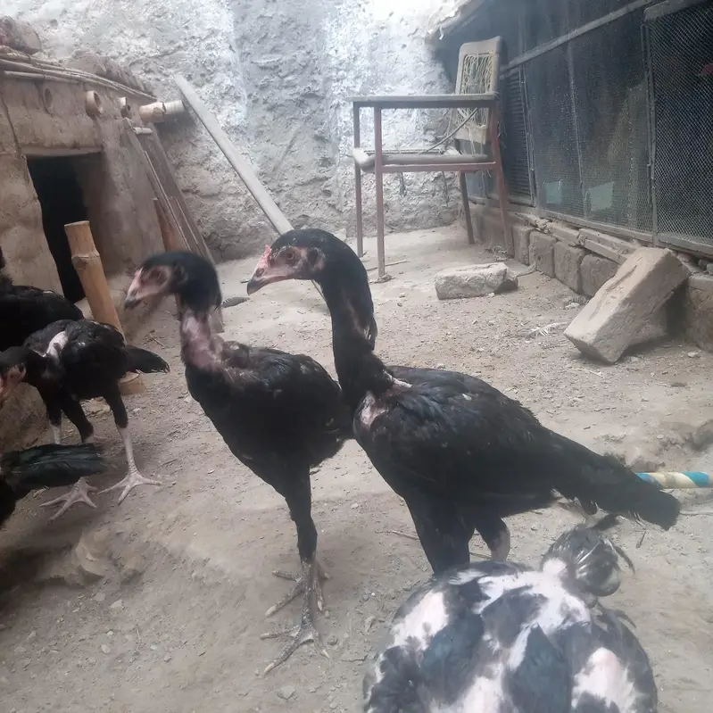 pure Aseel muskha pathay/ chicks — photo 2