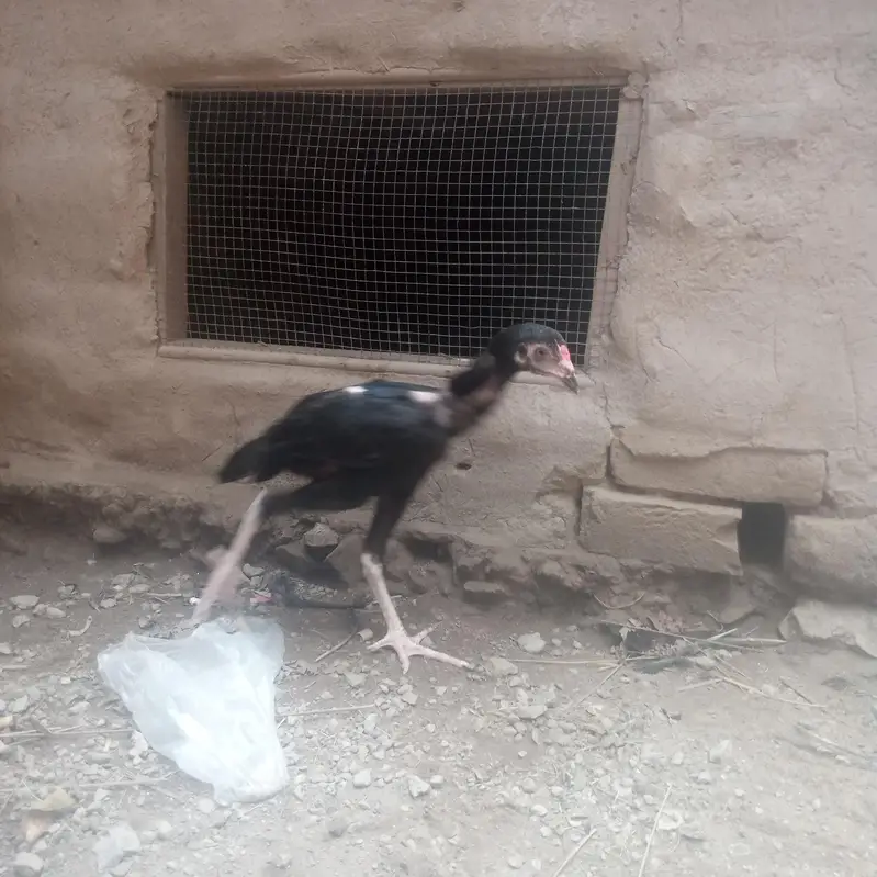 pure Aseel muskha pathay/ chicks — photo 3
