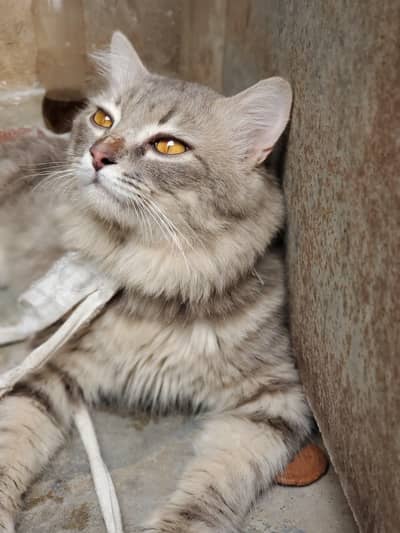 cat Golden eyed