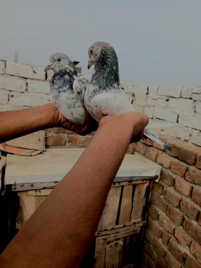 1 pure ferozpuri 1 e  for chatth wali whatsapp [0344***82***61***381]