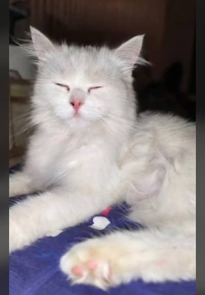 Persian Cat For Sale Very loving , Beautiful and Well Mannered .