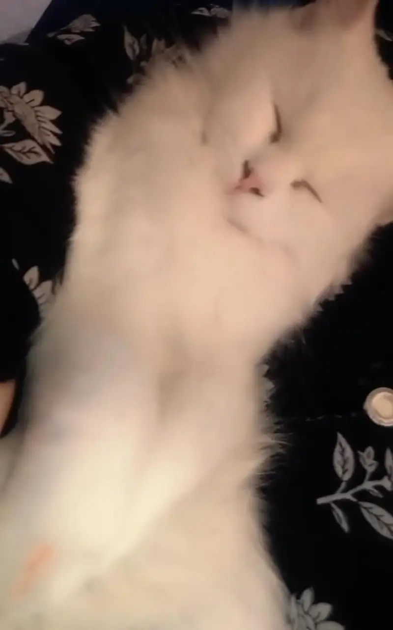 Persian Cat For Sale Very loving , Beautiful and Well Mannered . — photo 2