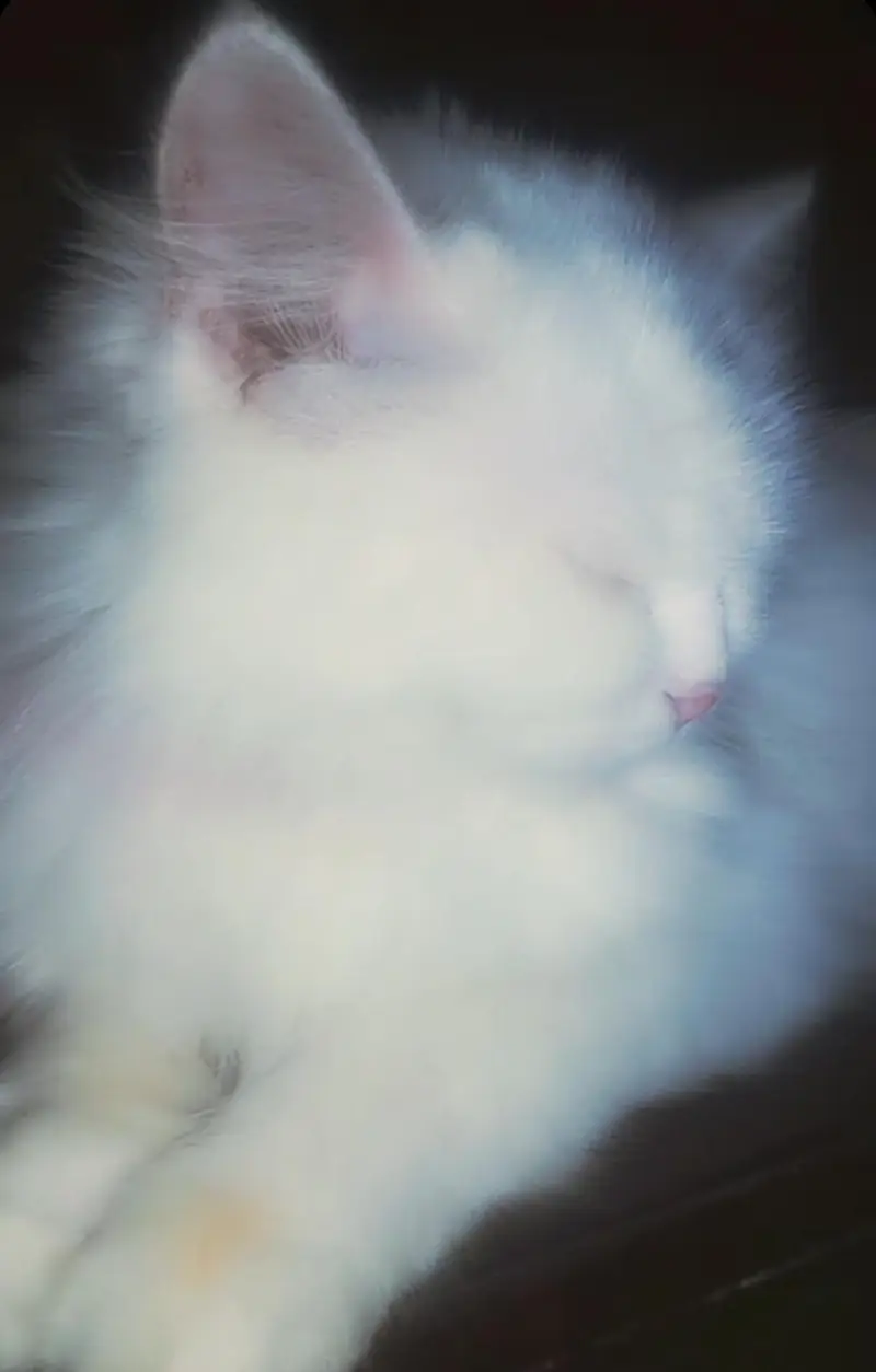 Persian Cat For Sale Very loving , Beautiful and Well Mannered . — photo 3