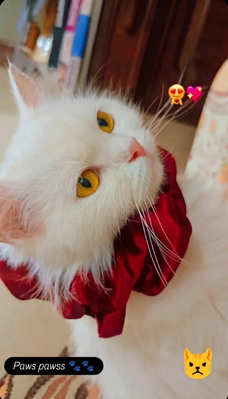 Persian Cat For Sale Very loving , Beautiful and Well Mannered . — photo 4