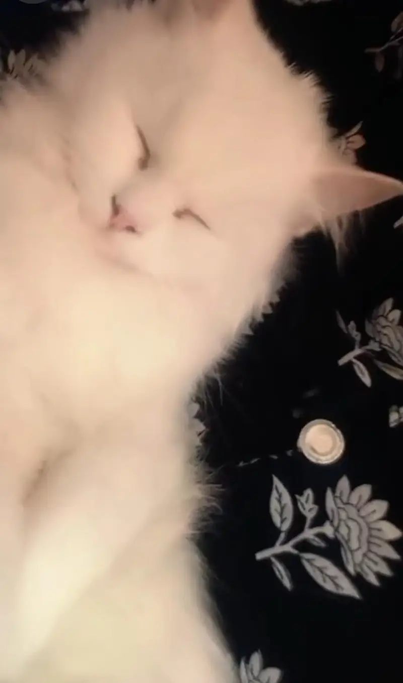 Persian Cat For Sale Very loving , Beautiful and Well Mannered . — photo 5
