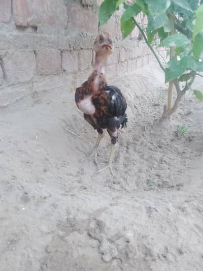 choza