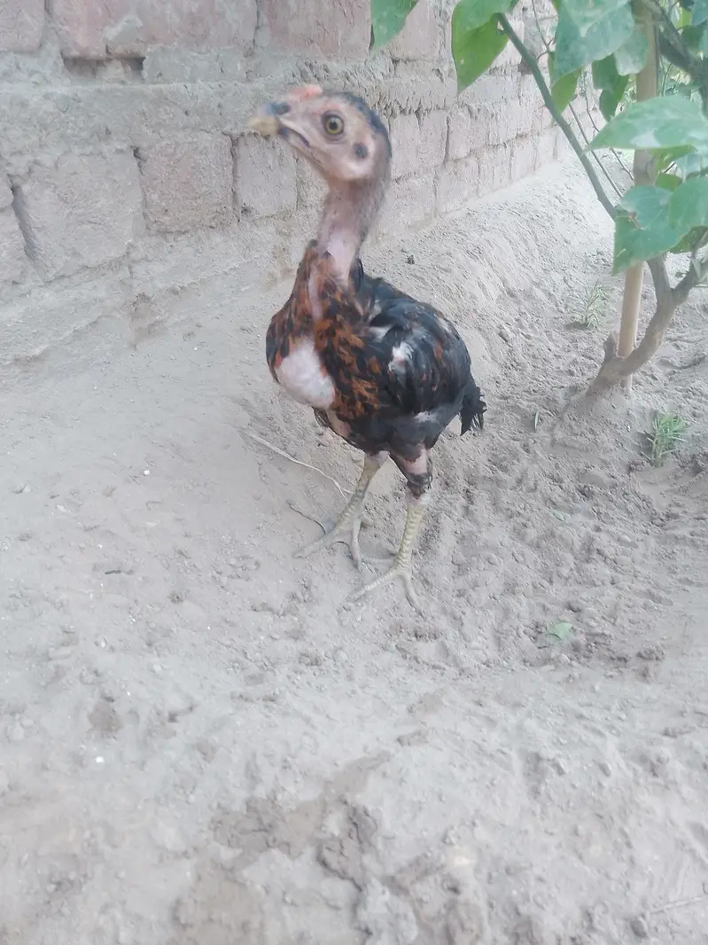choza — photo 2