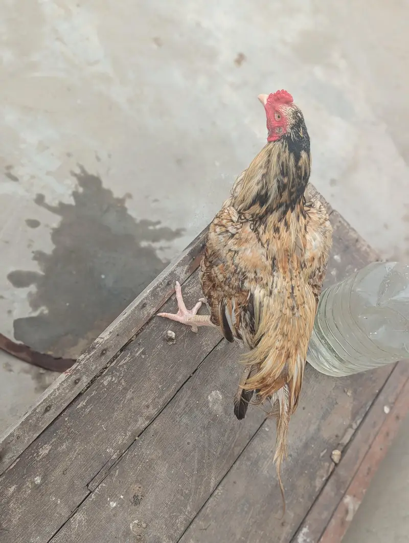 Aseel eggs — photo 2