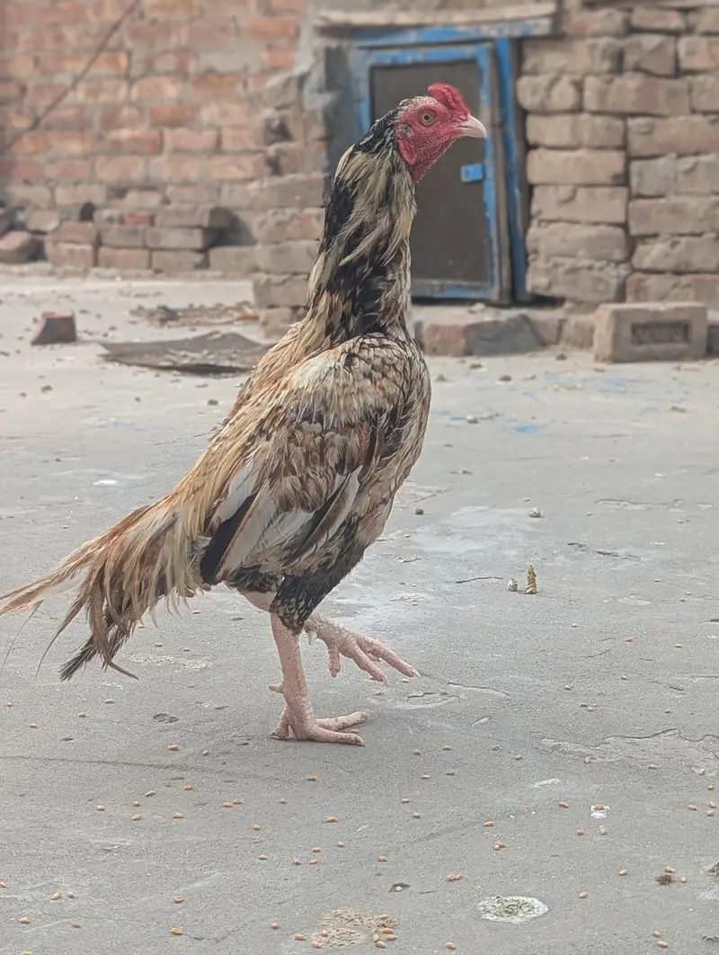 Aseel eggs — photo 4