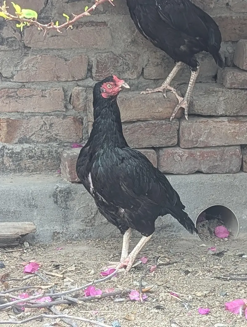 Aseel eggs — photo 5