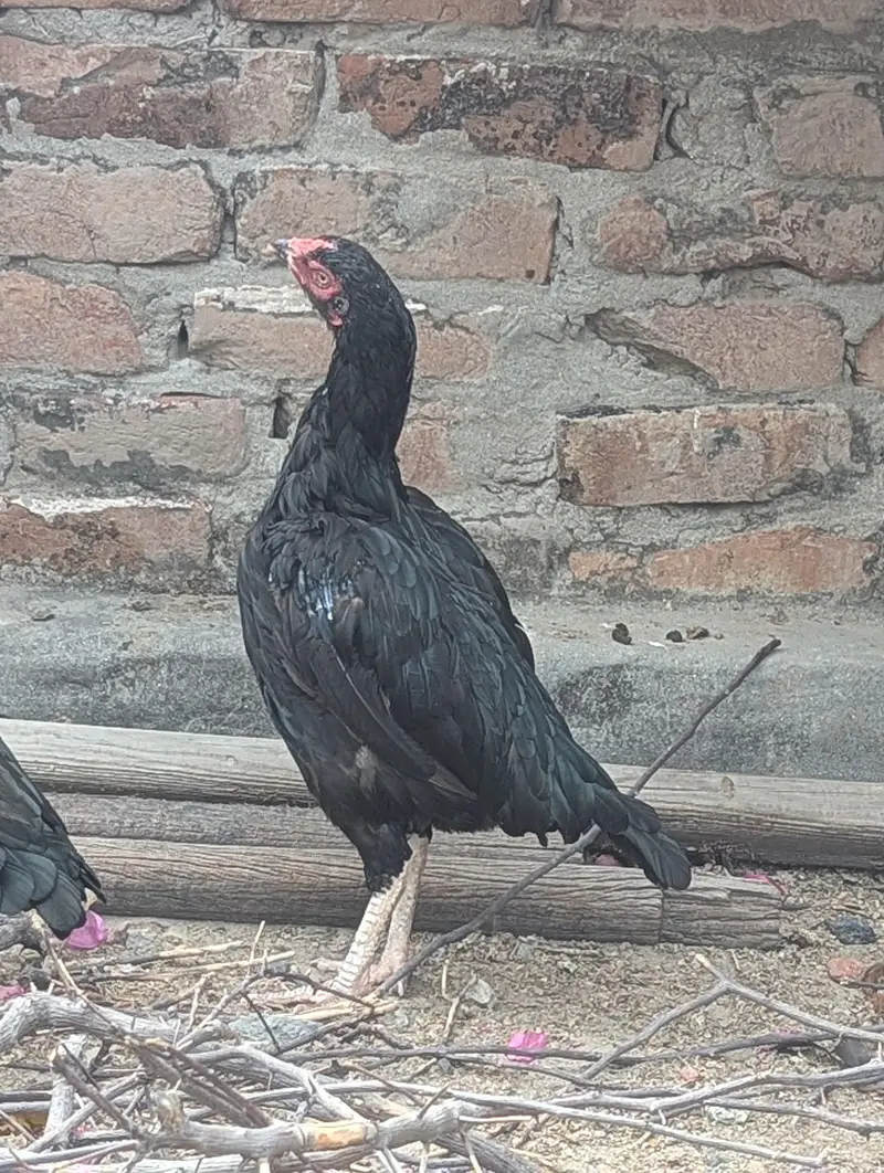 Aseel eggs — photo 6