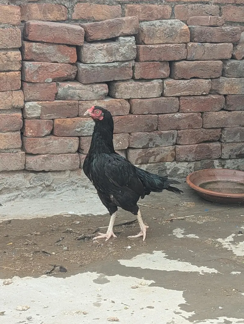 Aseel eggs — photo 7