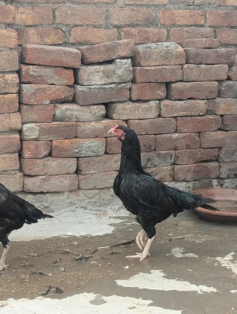 Aseel eggs — photo 8