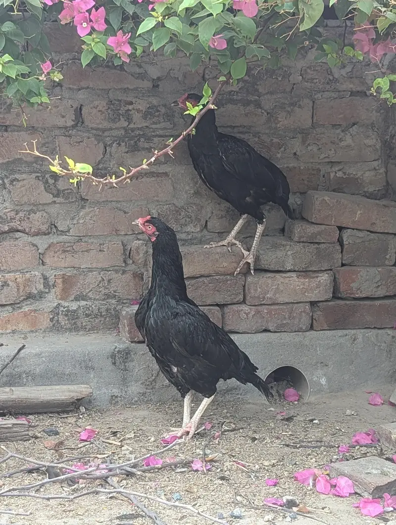 Aseel eggs — photo 9