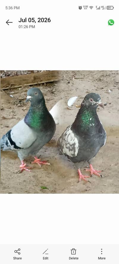 Pigeons for sale Contact number= 03245974166