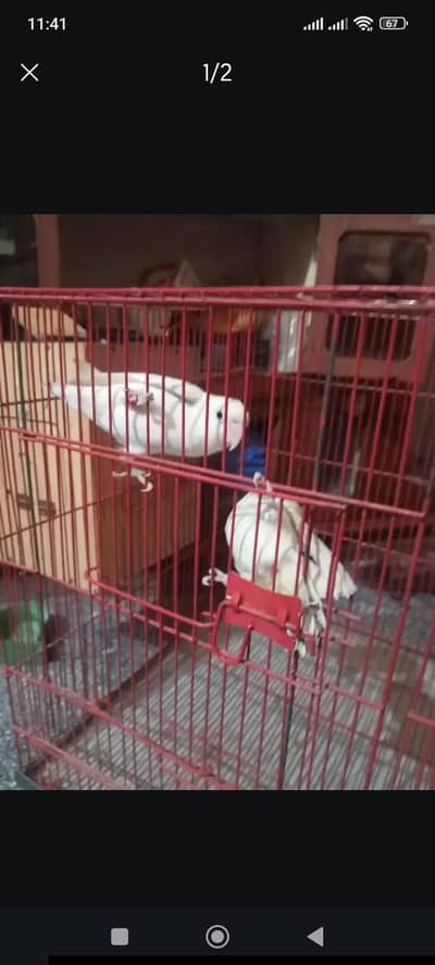 one pair of albino