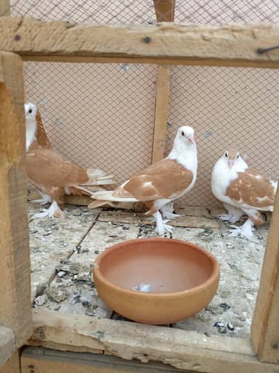 Shirazi pigeon orange colour