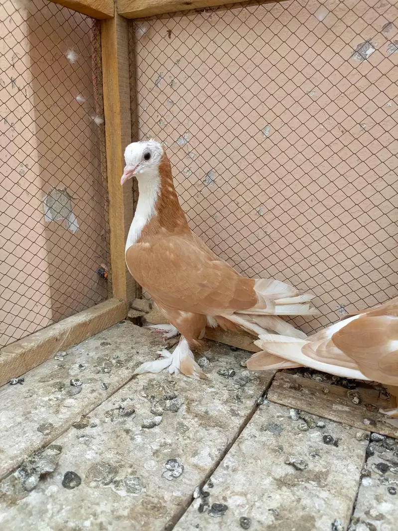 Shirazi pigeon orange colour — photo 2
