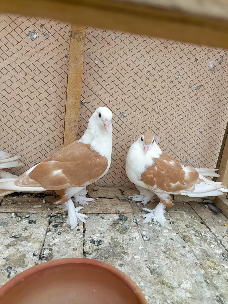 Shirazi pigeon orange colour — photo 3