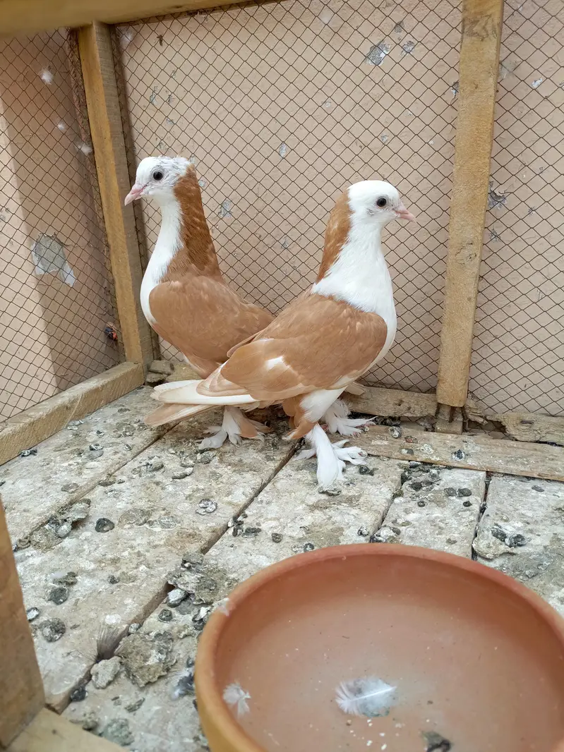 Shirazi pigeon orange colour — photo 4