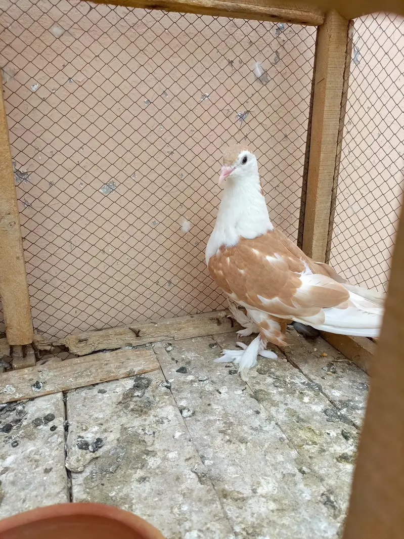 Shirazi pigeon orange colour — photo 5