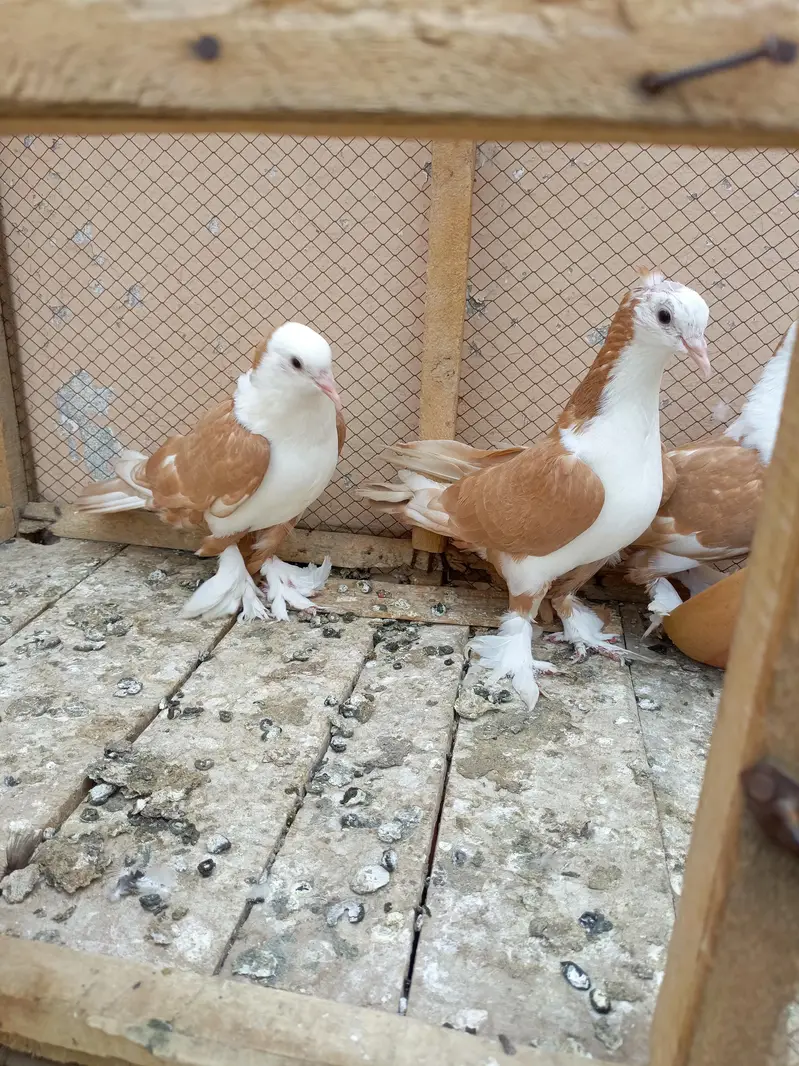 Shirazi pigeon orange colour — photo 6