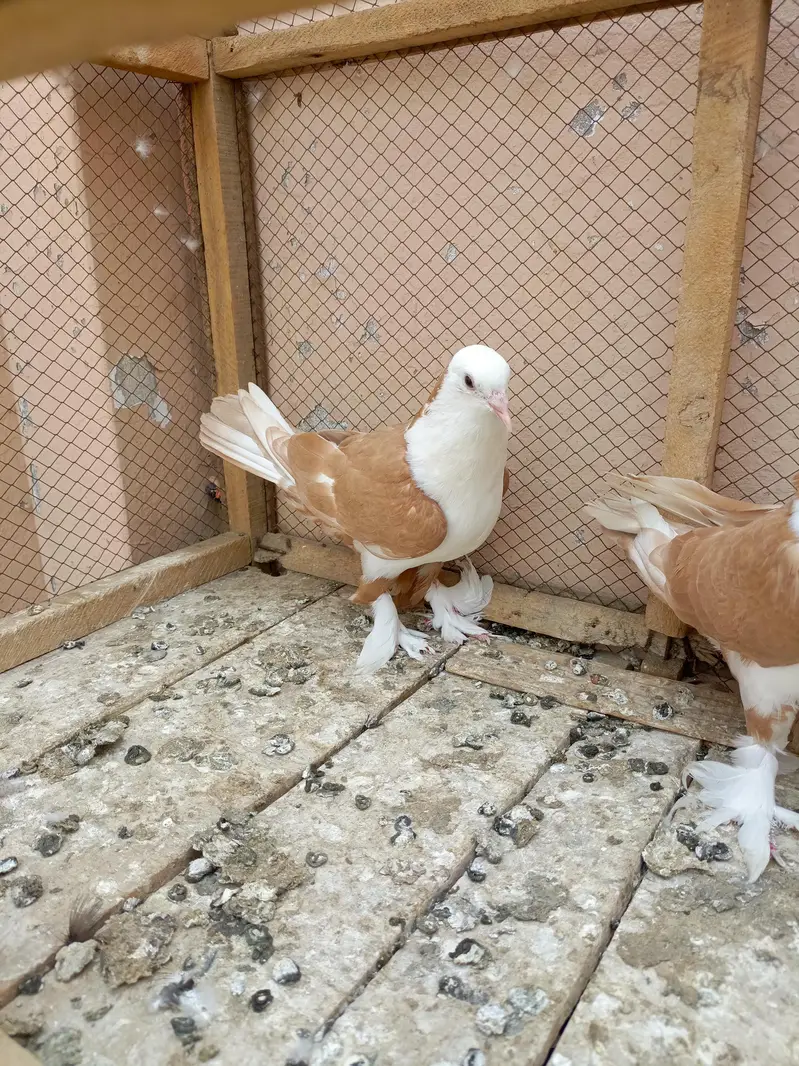 Shirazi pigeon orange colour — photo 7