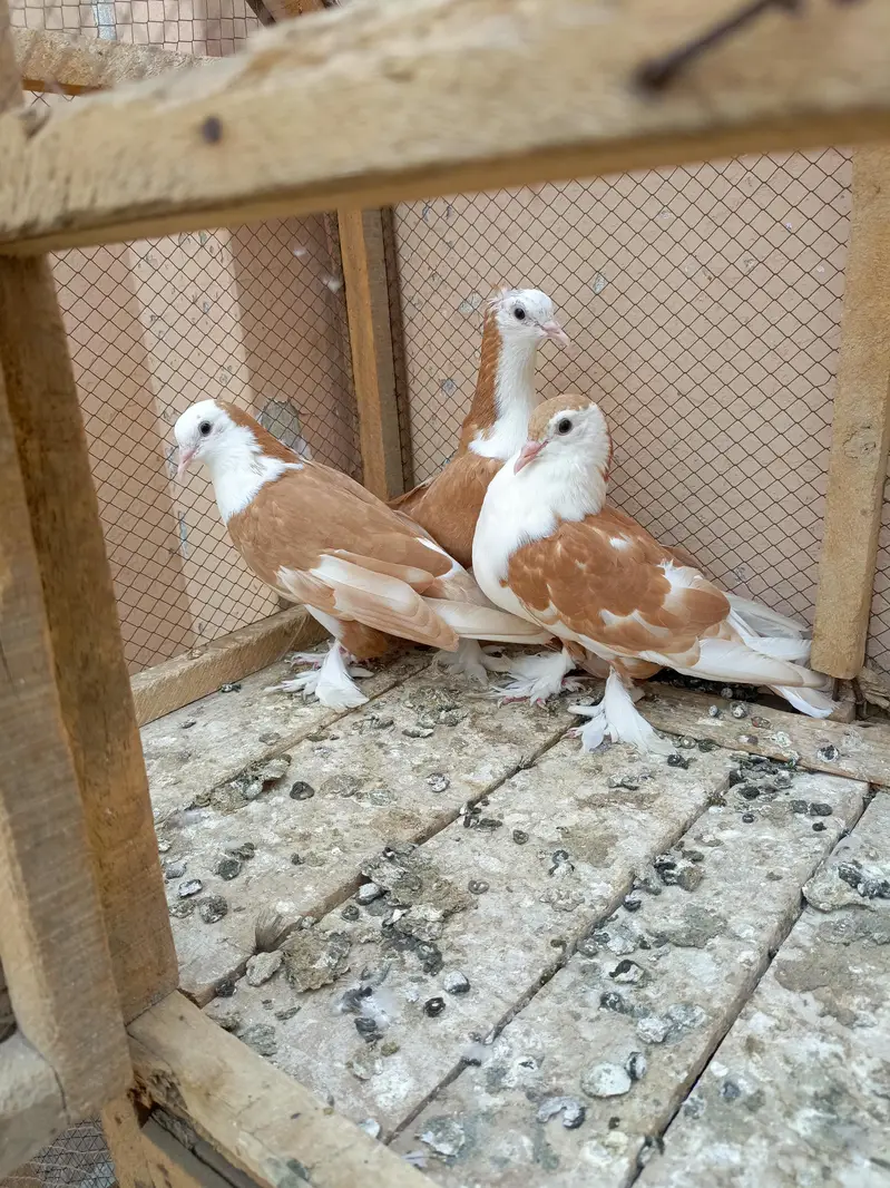Shirazi pigeon orange colour — photo 8