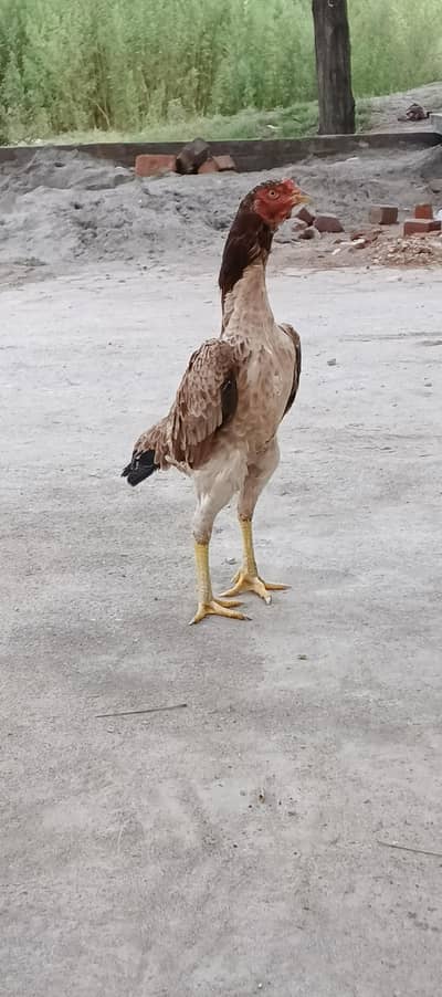 Aseel hen for sale