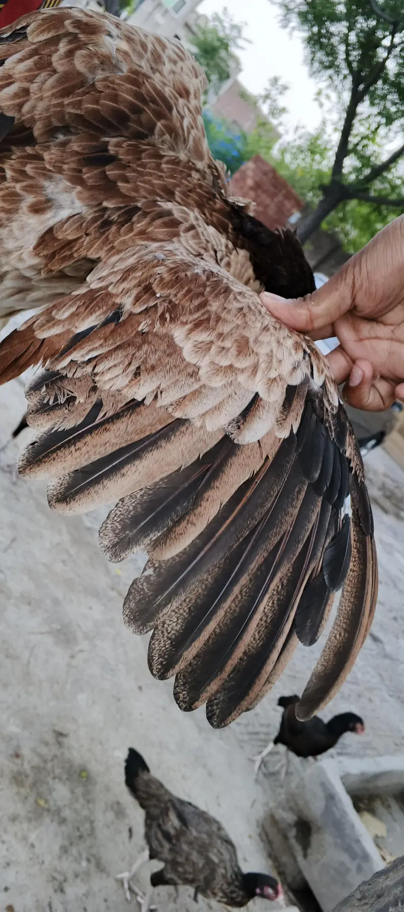Aseel hen for sale — photo 2