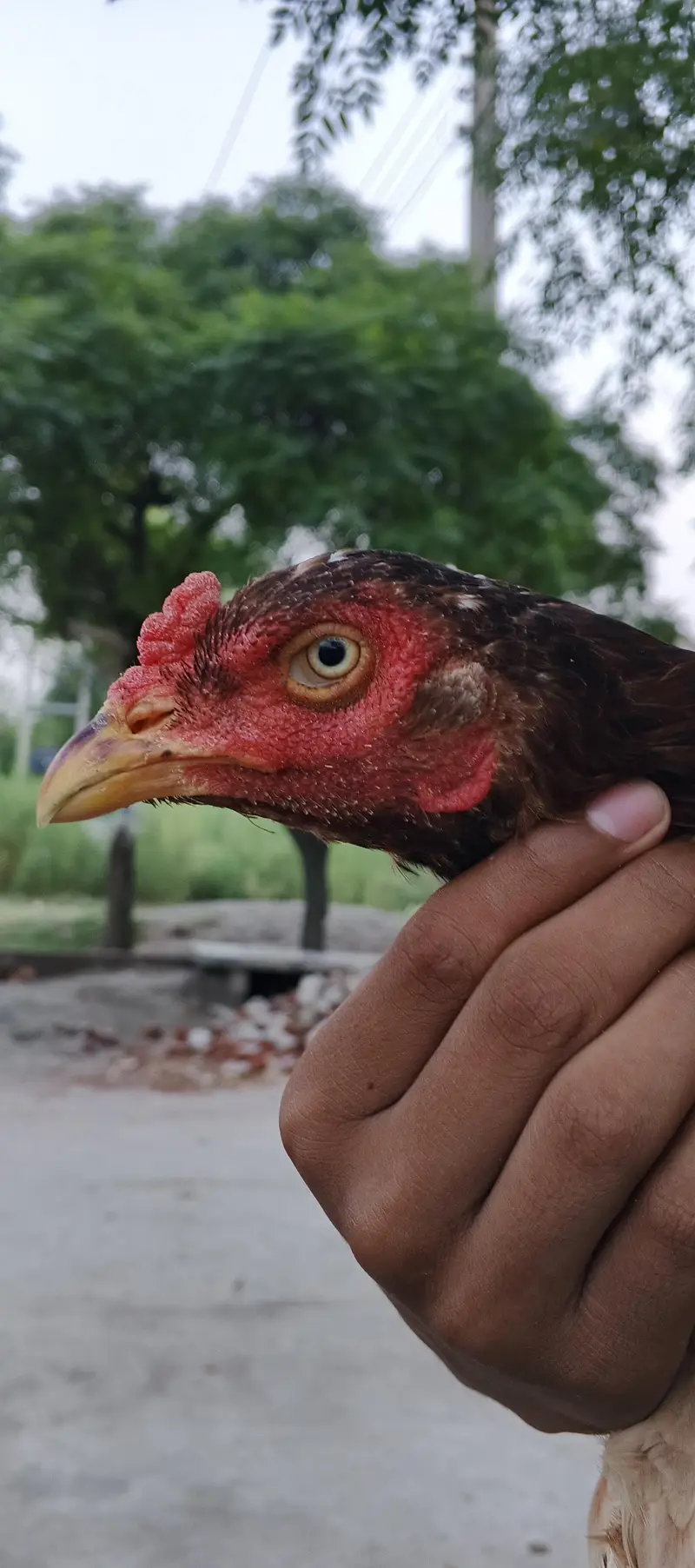 Aseel hen for sale — photo 3