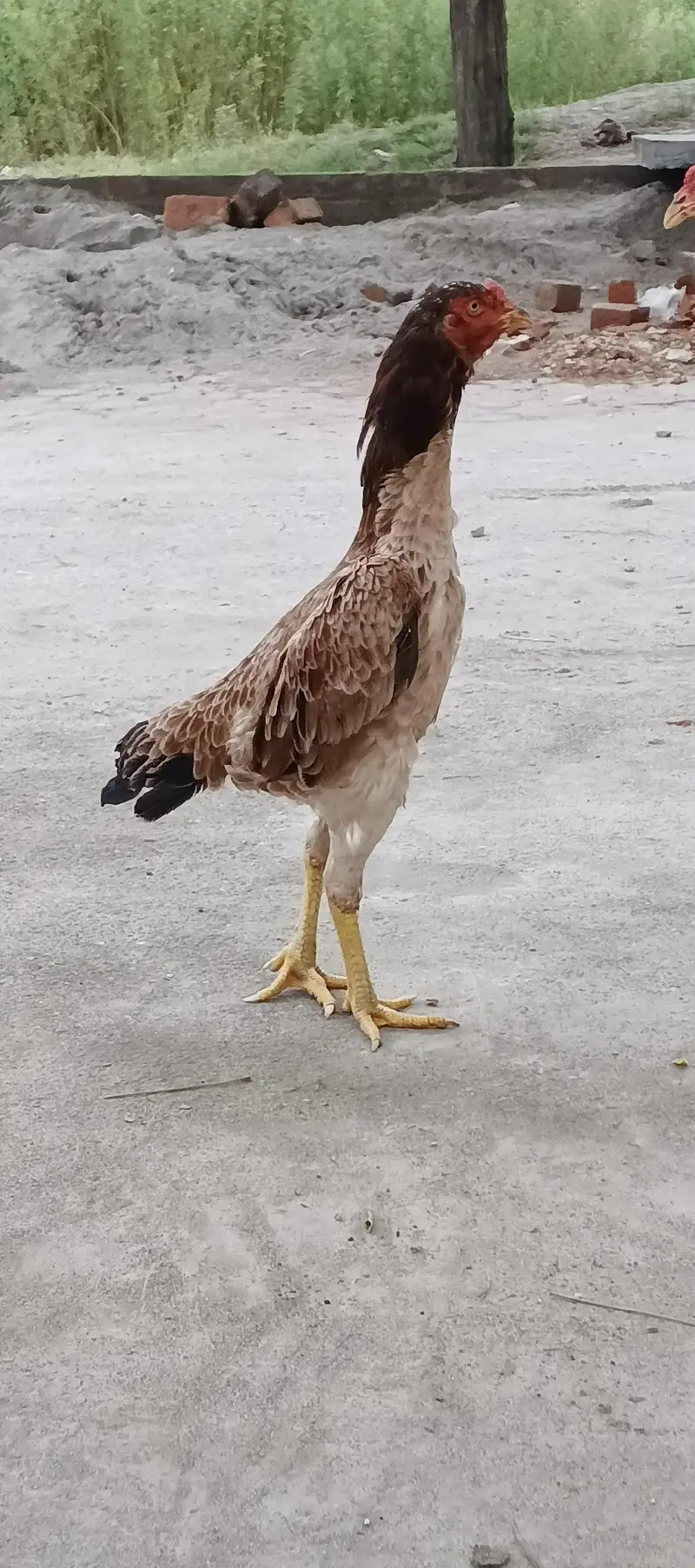 Aseel hen for sale — photo 4