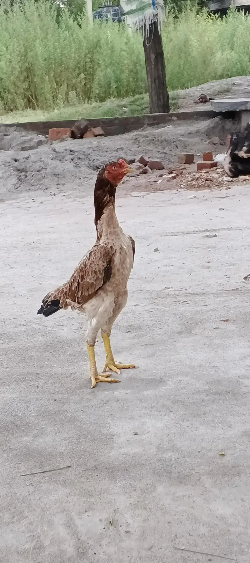 Aseel hen for sale — photo 6