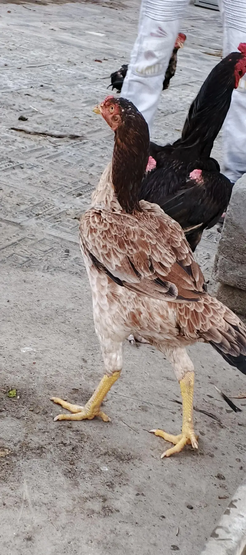 Aseel hen for sale — photo 7