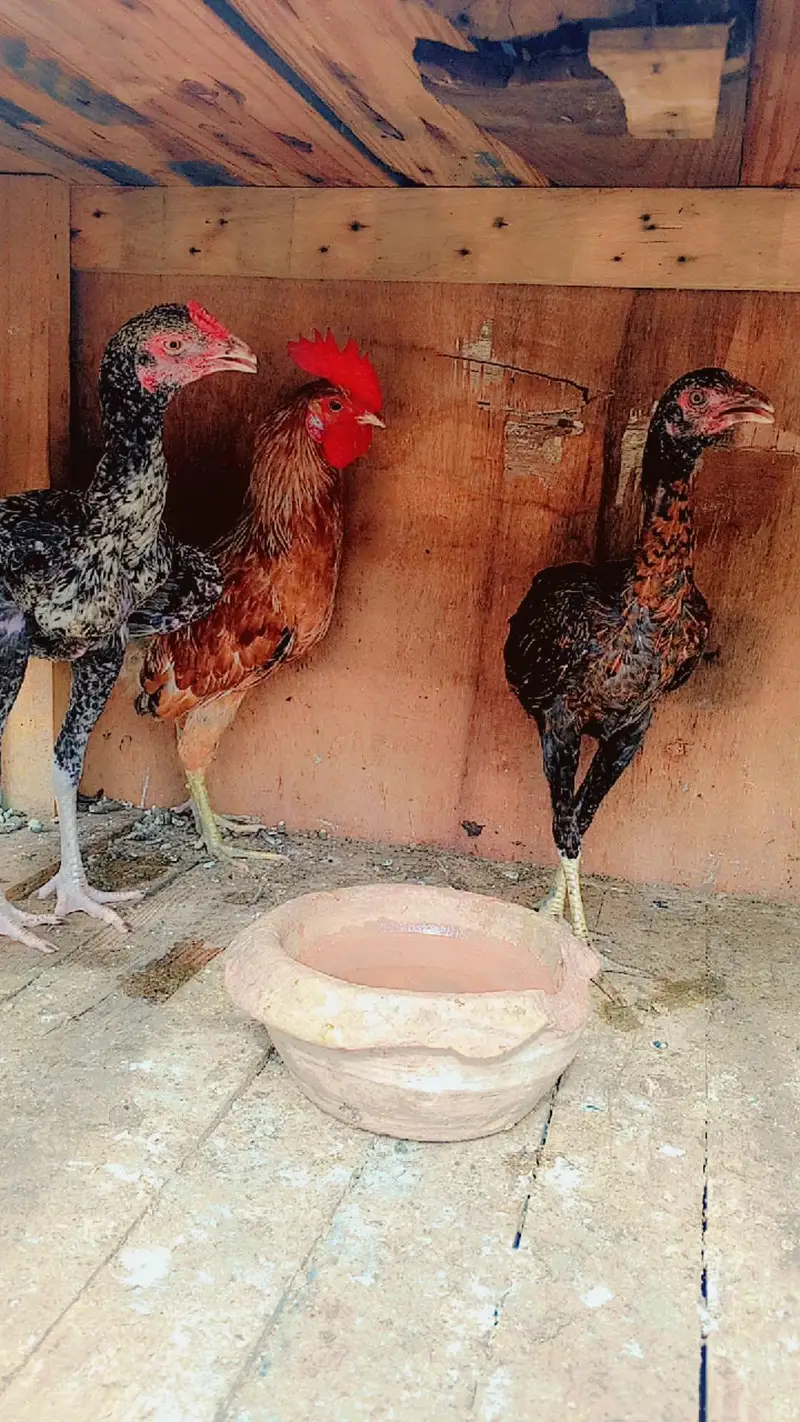 aseel pair — photo 2