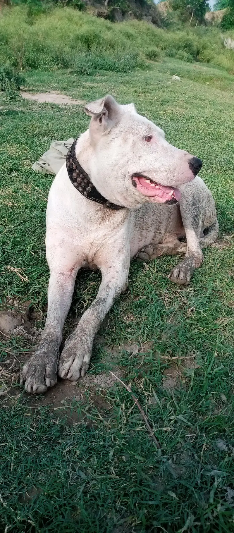 Healthy Male Dog Available — photo 2