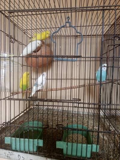 Budgie