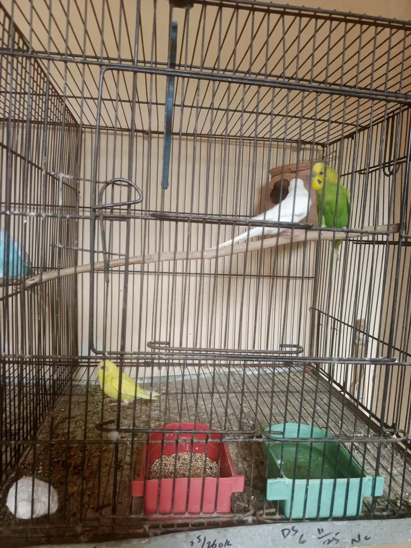 Budgie — photo 2