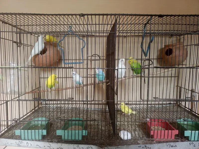 Budgie — photo 3