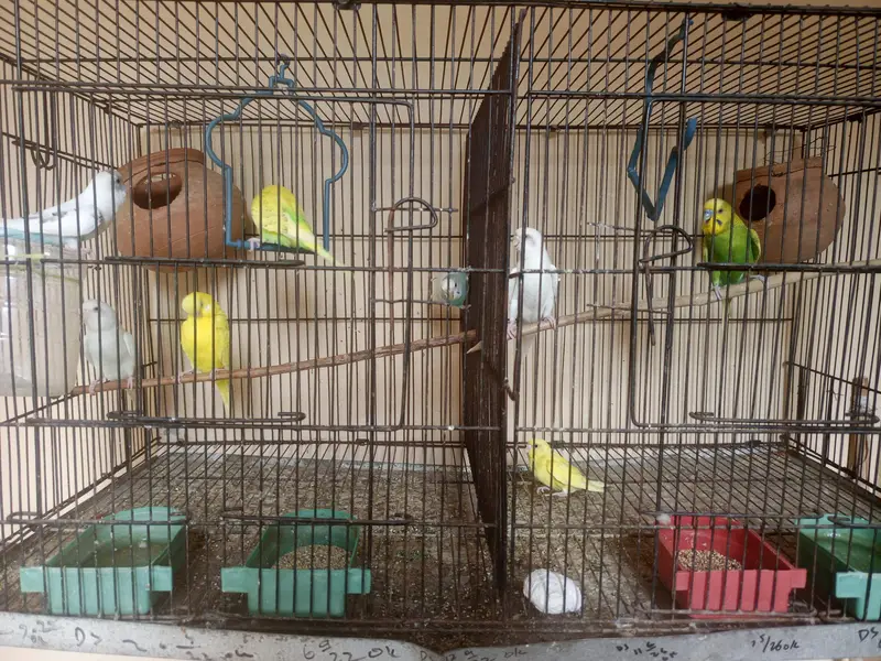 Budgie — photo 4