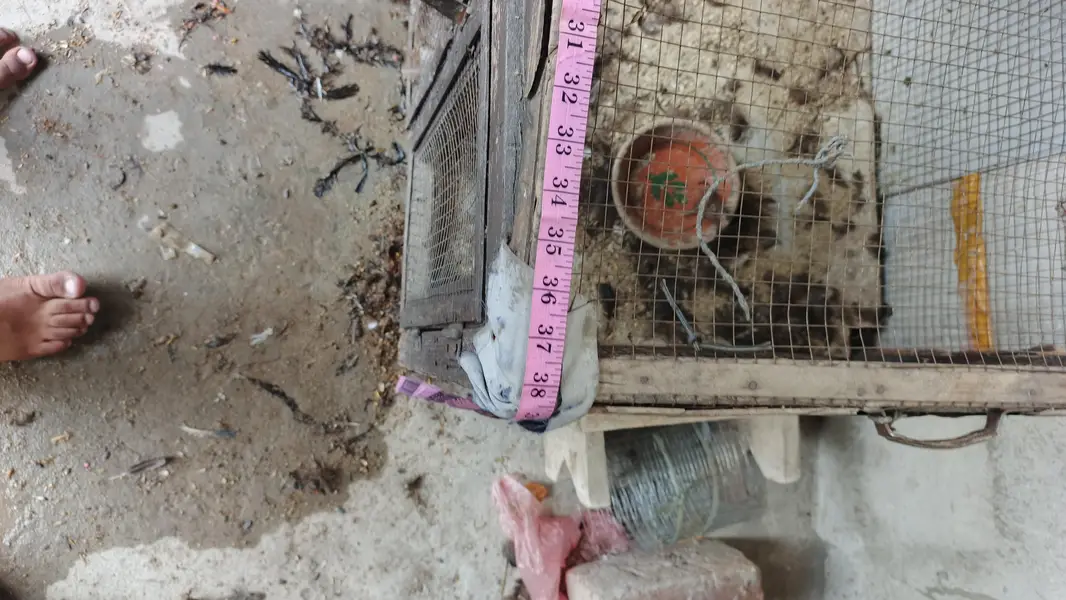 paki lakri ka cage for sale — photo 2