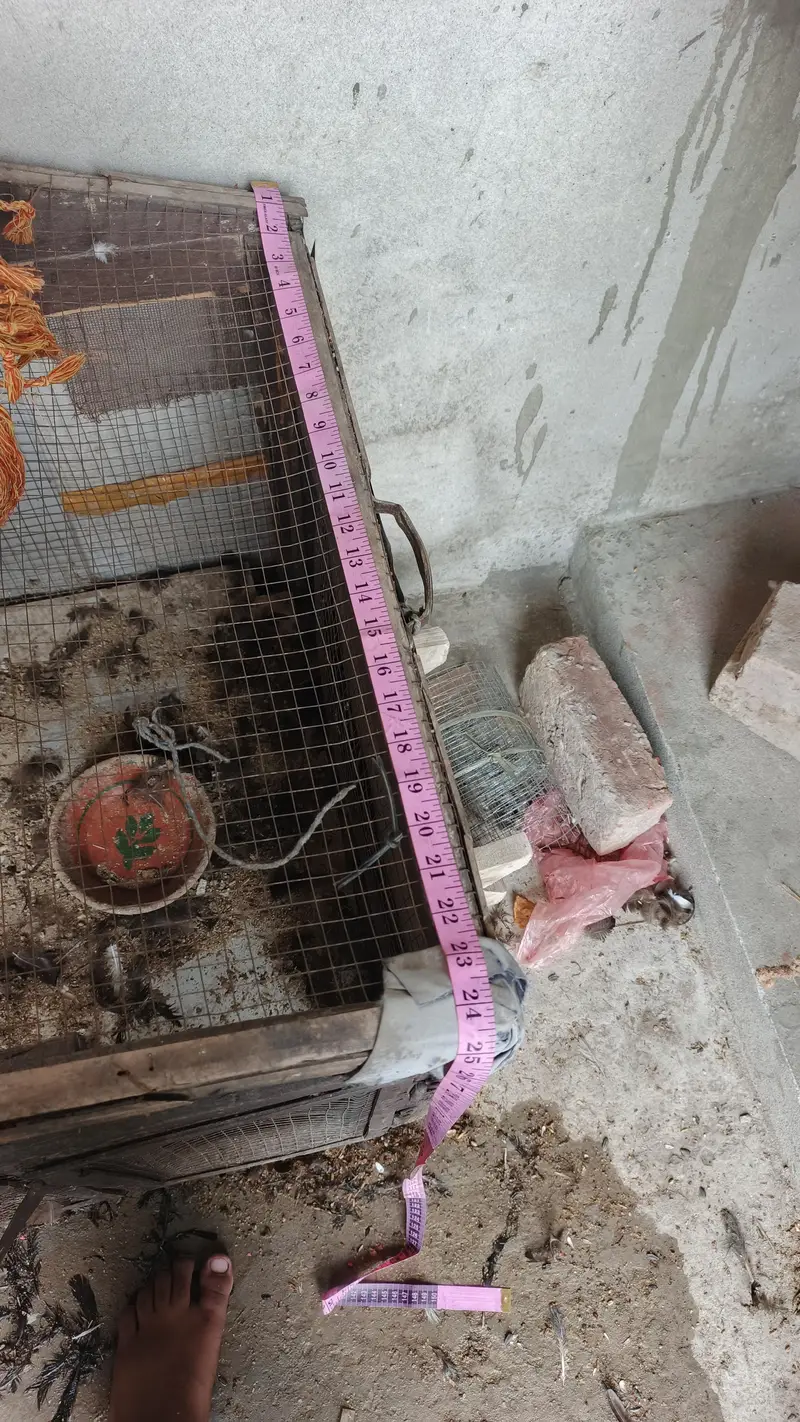 paki lakri ka cage for sale — photo 3