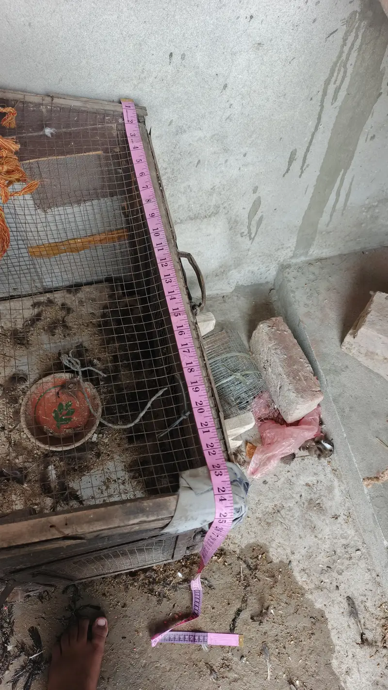 paki lakri ka cage for sale — photo 4