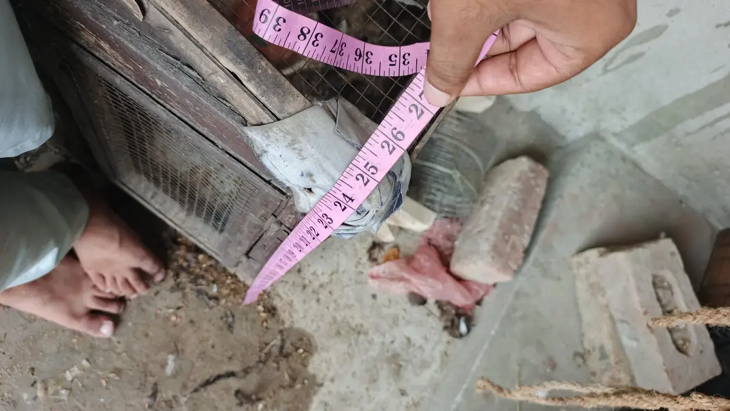 paki lakri ka cage for sale — photo 6