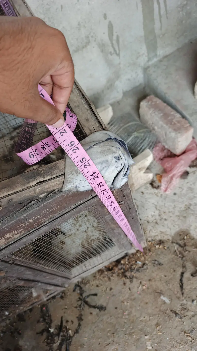 paki lakri ka cage for sale — photo 7