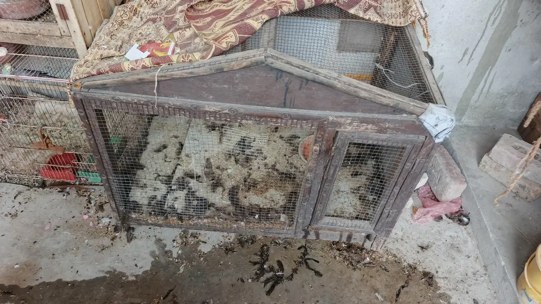 paki lakri ka cage for sale — photo 8