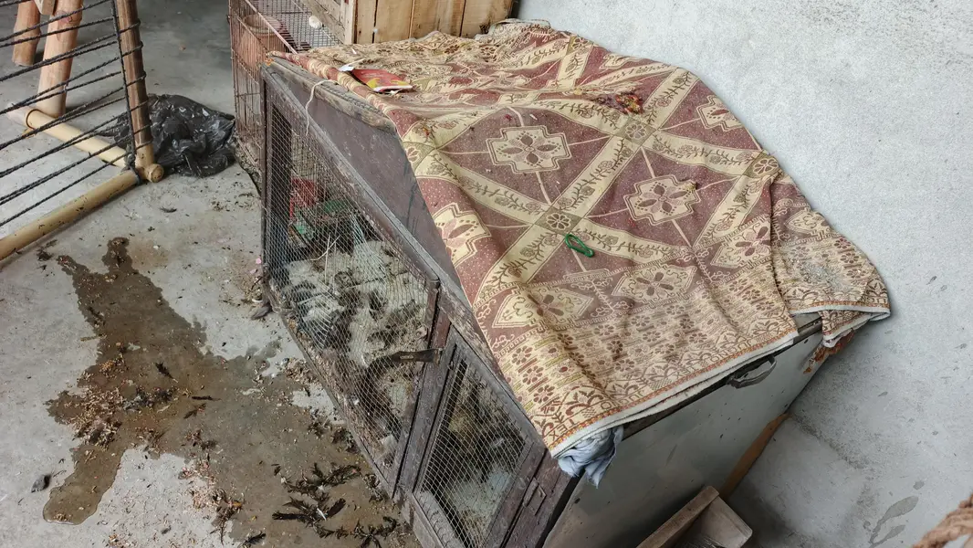 paki lakri ka cage for sale — photo 9