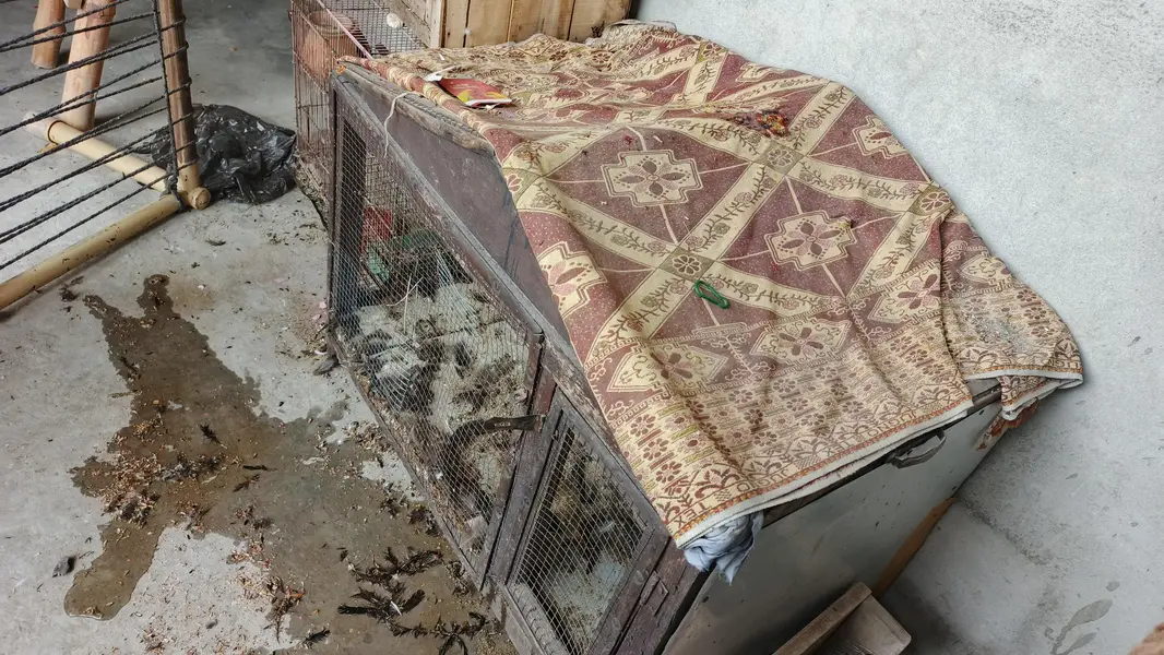 paki lakri ka cage for sale — photo 10