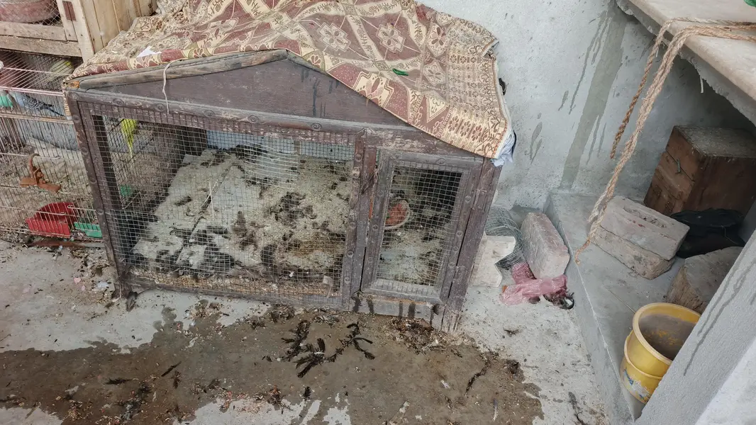 paki lakri ka cage for sale — photo 11