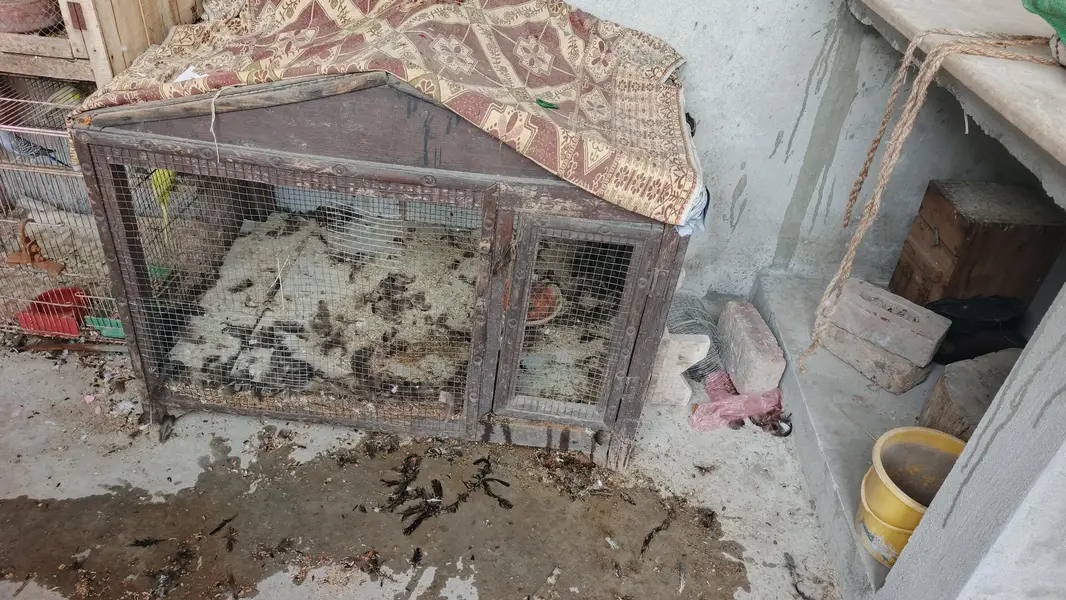 paki lakri ka cage for sale — photo 12